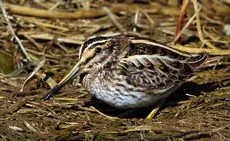 Jack Snipe