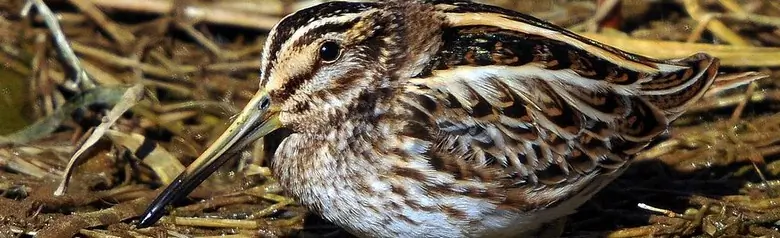 Jack Snipe