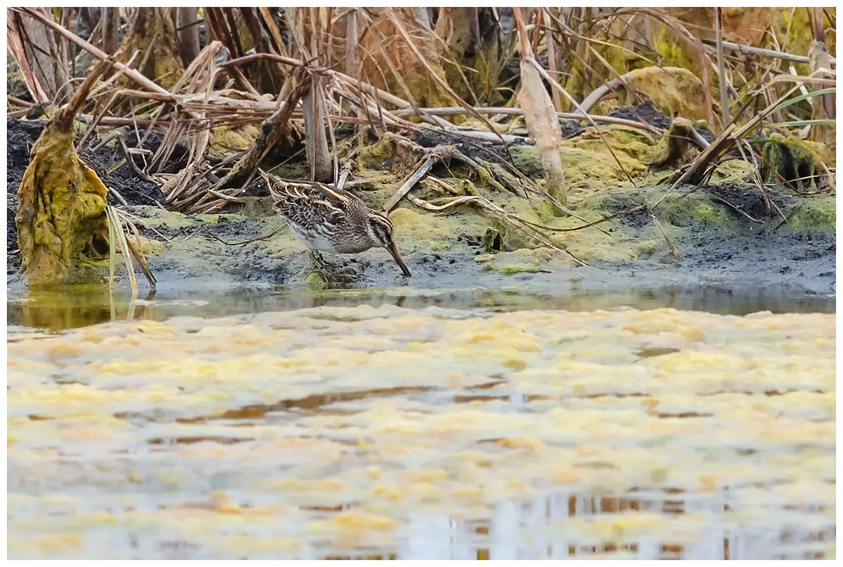 Jack Snipe