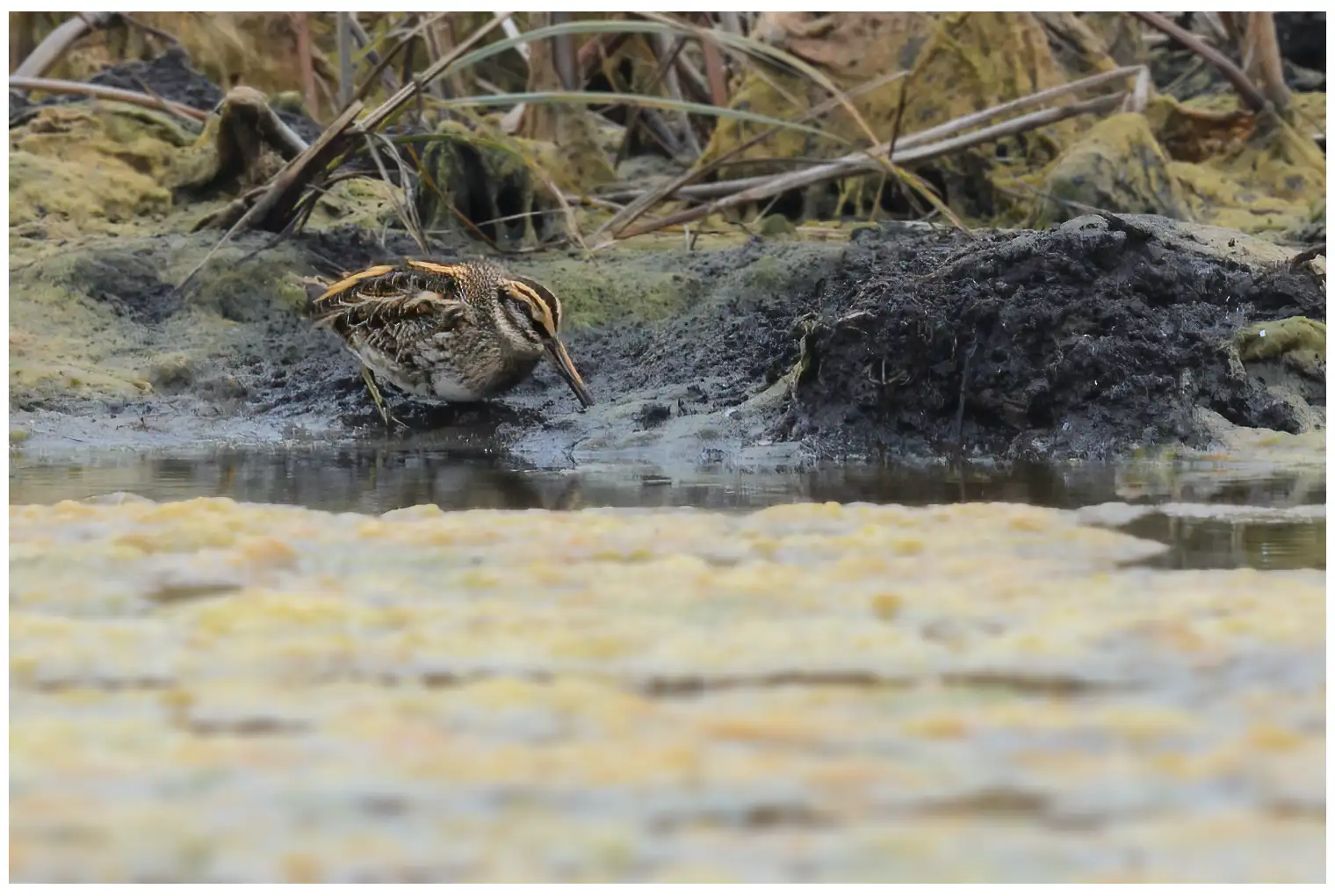 Jack Snipe