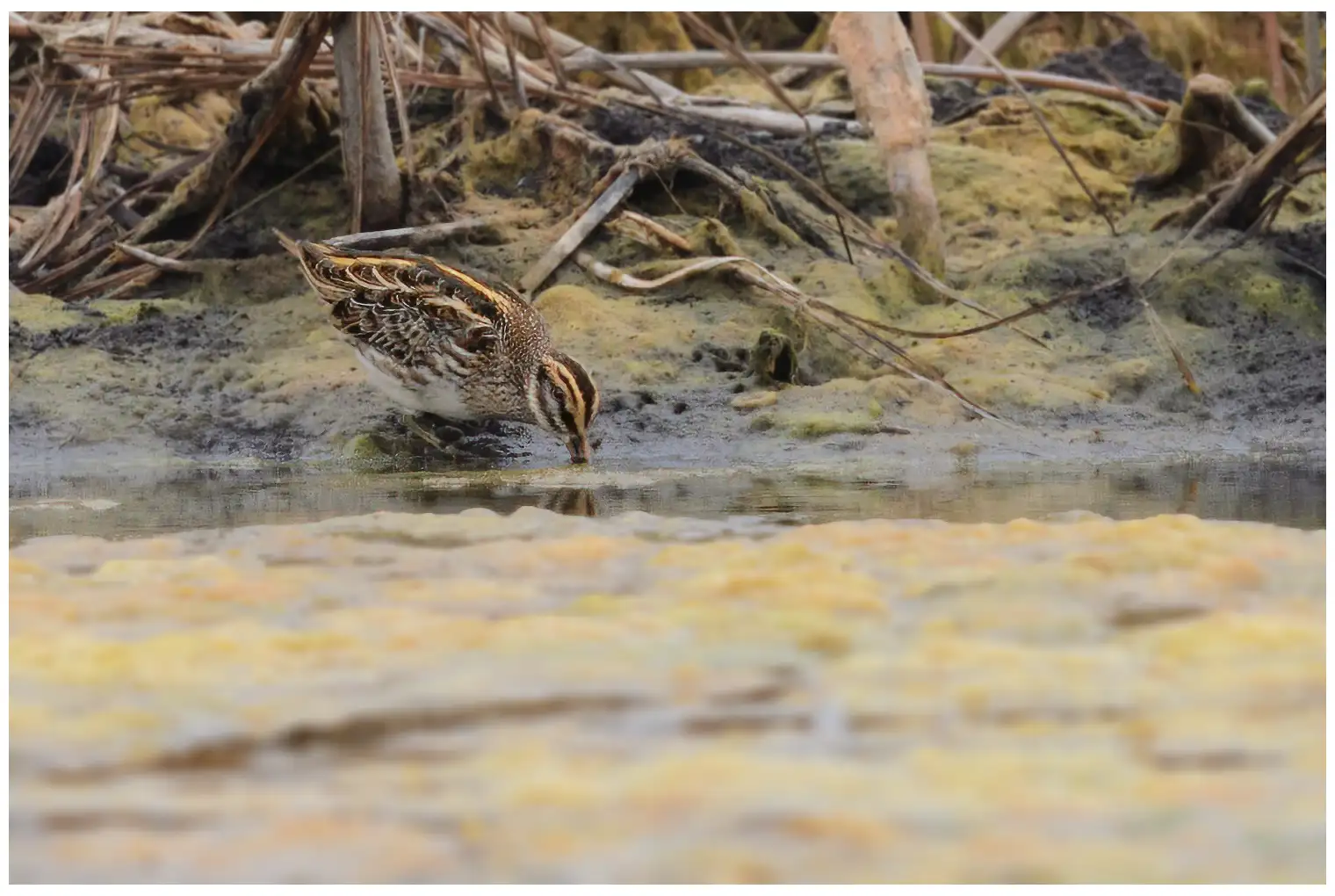 Jack Snipe