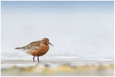 Curlew Sandpiper