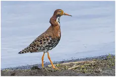 Ruff