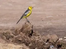  Citrine Wagtail