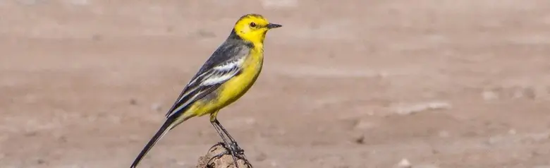  Citrine Wagtail. Sitting on a pile of dug up soil. Yellow head and underside, while the legs are dark.