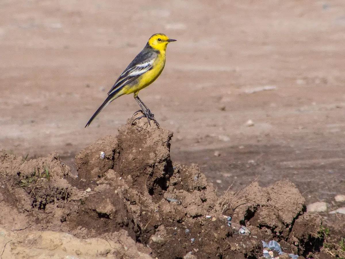  Citrine Wagtail. Sitting on a pile of dug up soil. Yellow head and underside, while the legs are dark.