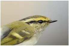 Pallas's Leaf-Warbler
