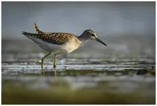 Wood Sandpiper