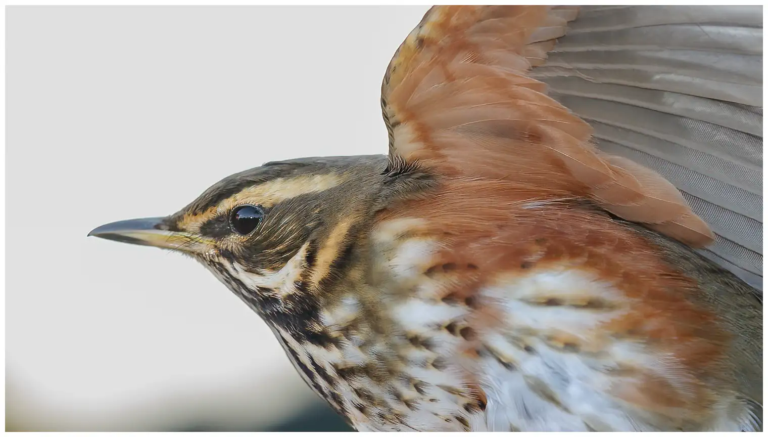 Redwing