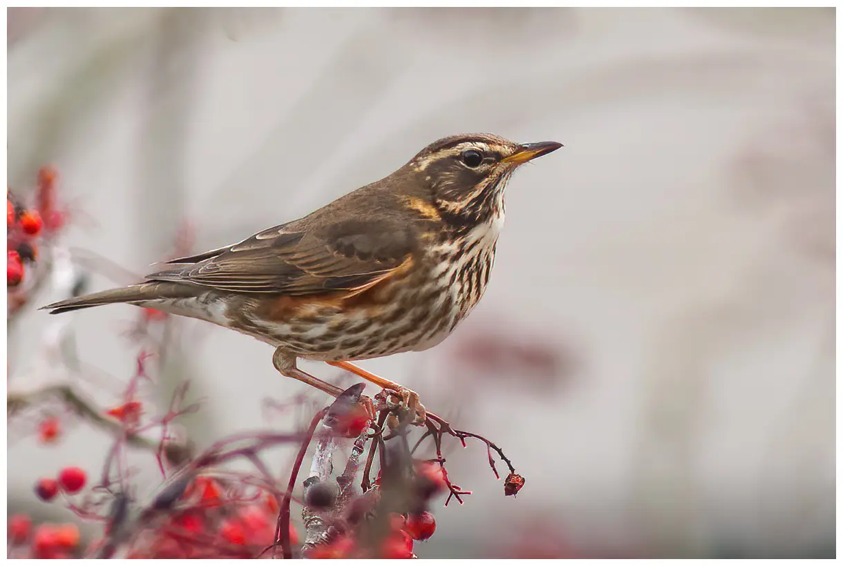 Redwing