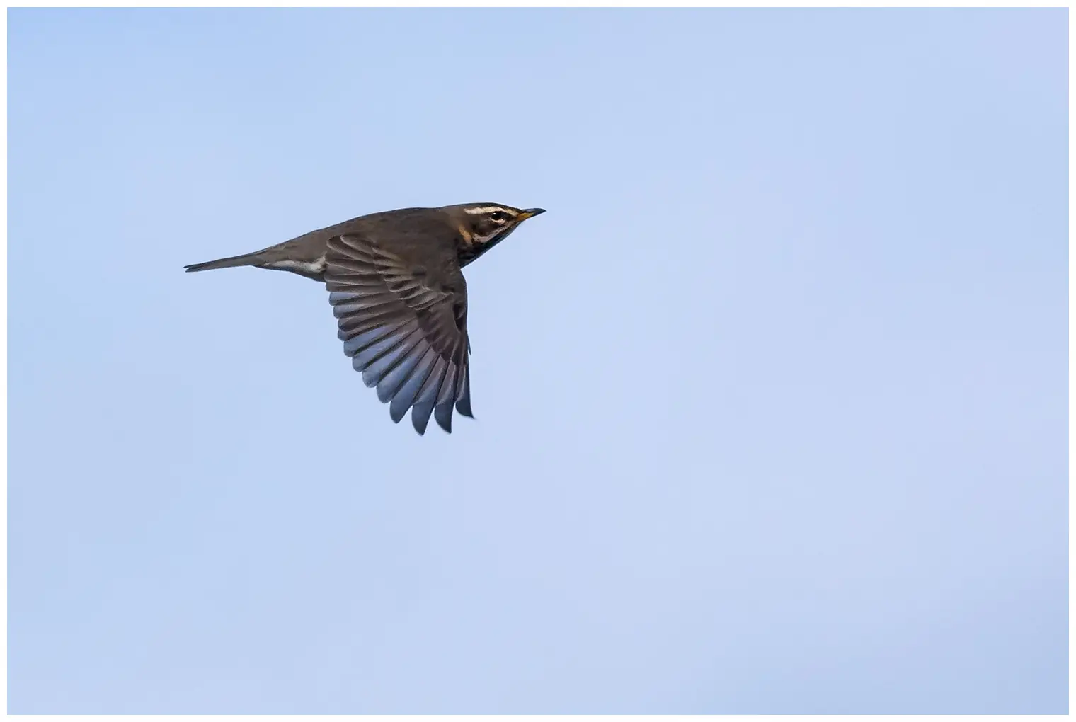 Redwing