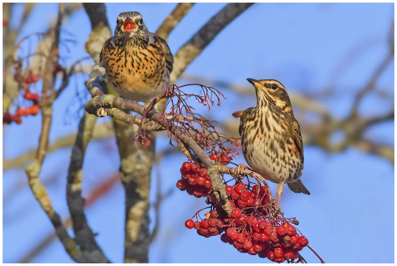 Redwing