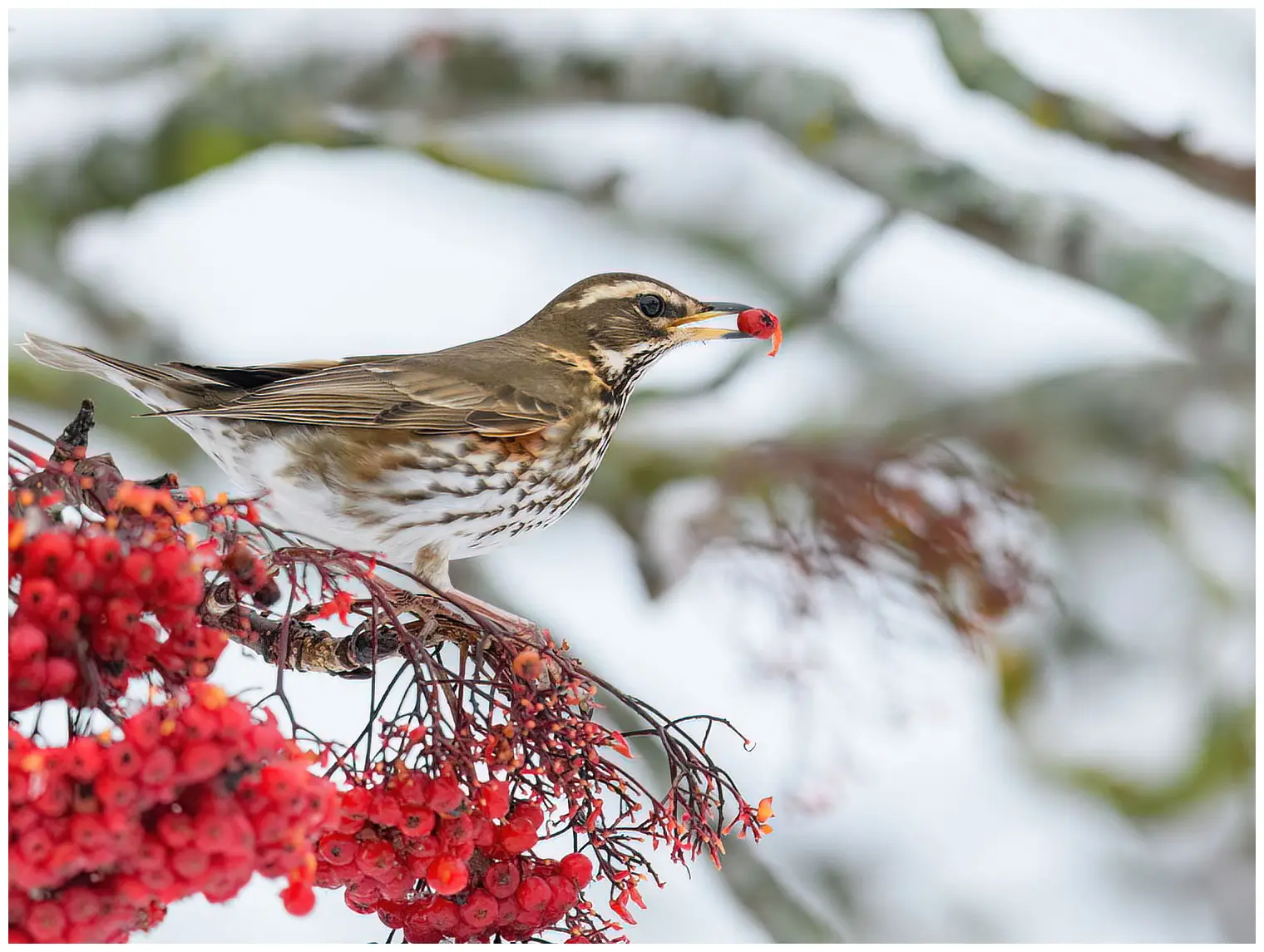 Redwing