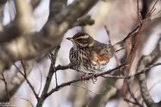 Redwing