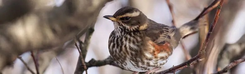 Redwing. Burgundy sides and a light eye stripe. The chest is light with dark stripes.