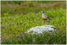 Dotterel