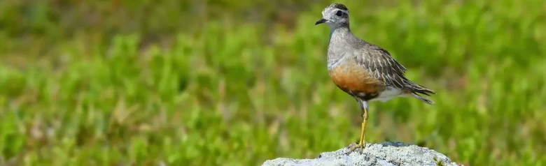 Dotterel