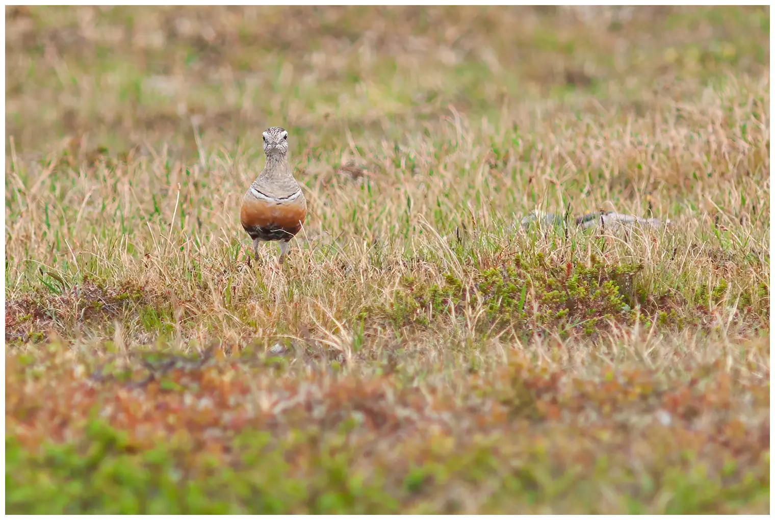 Dotterel