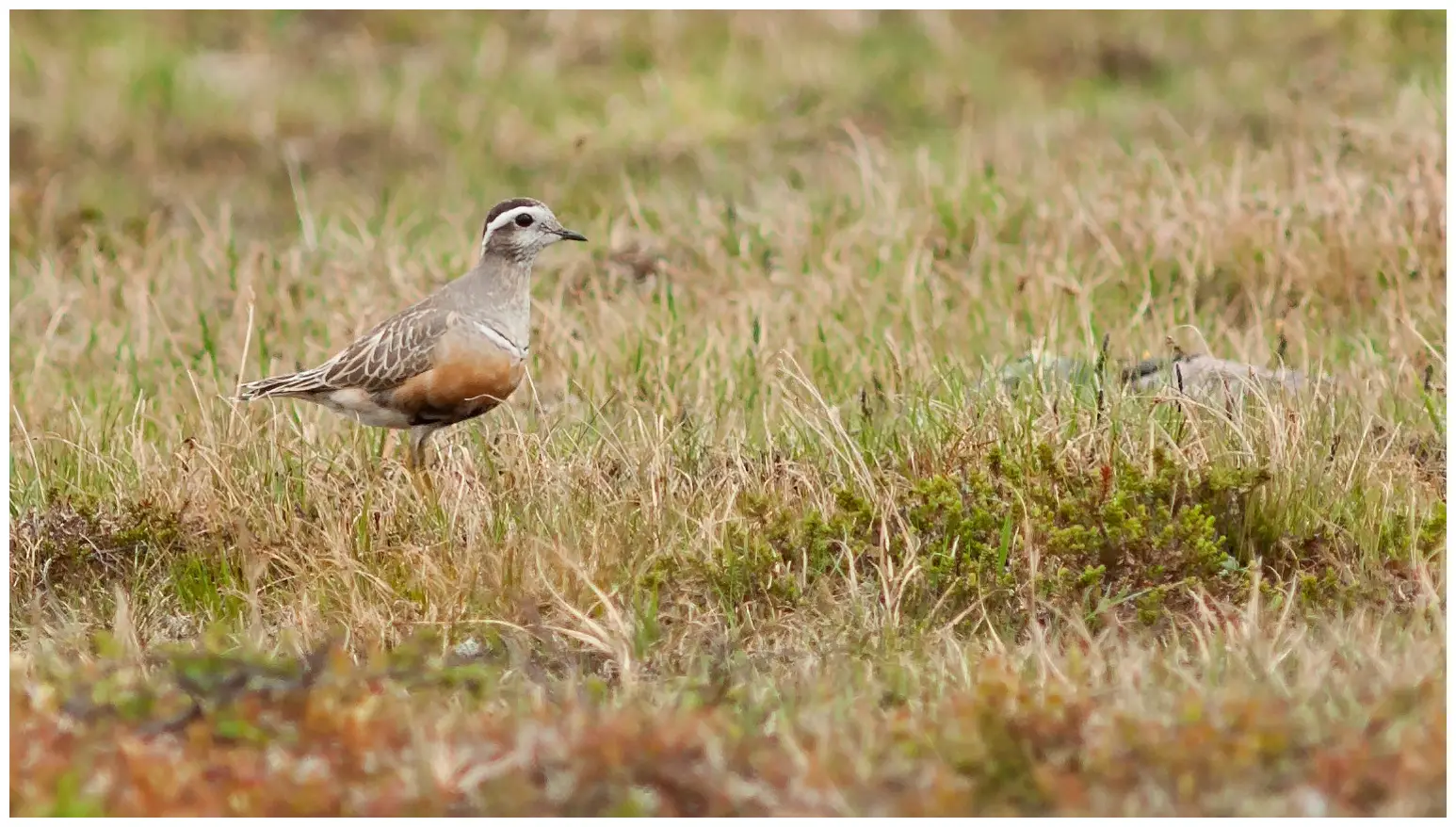 Dotterel