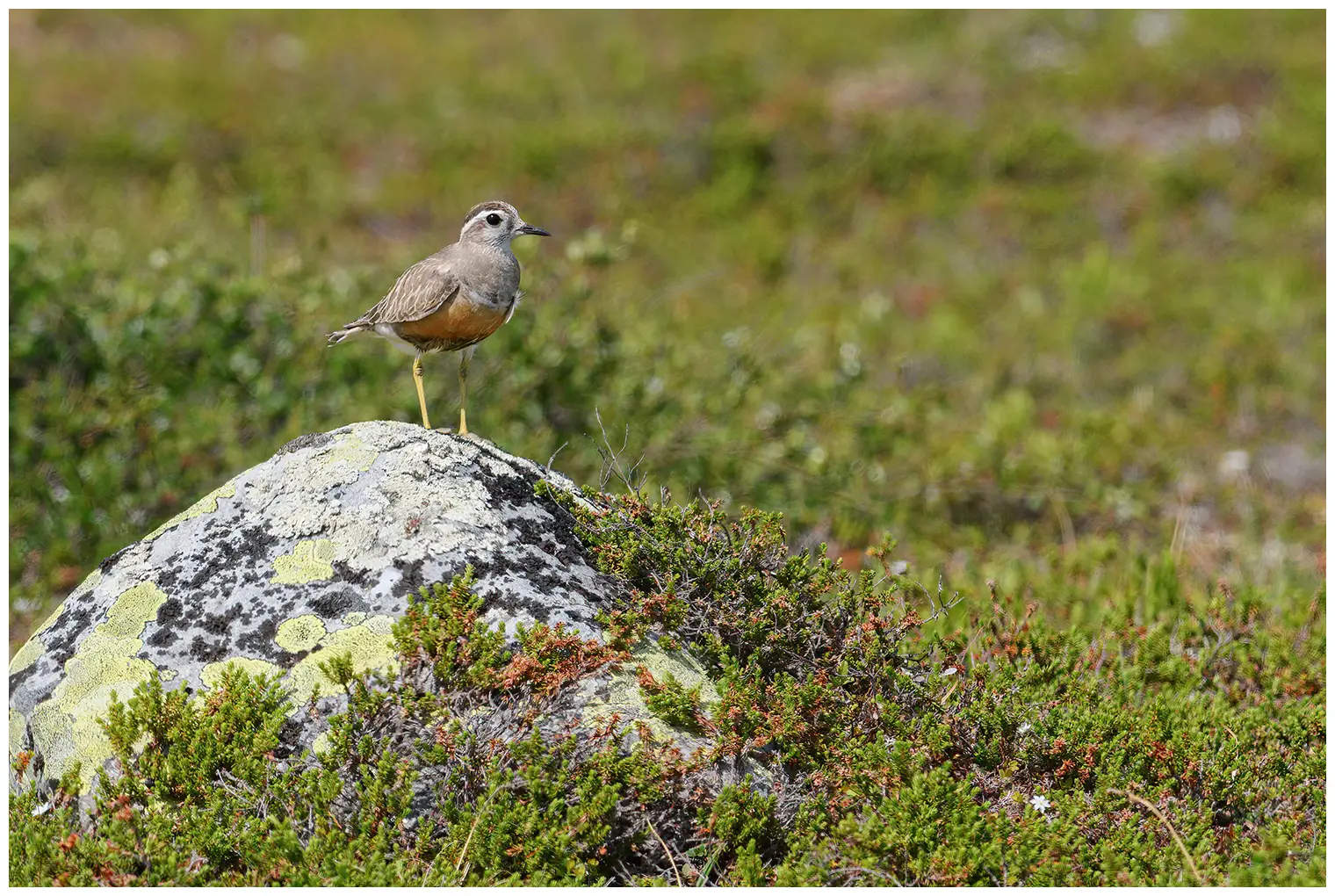 Dotterel