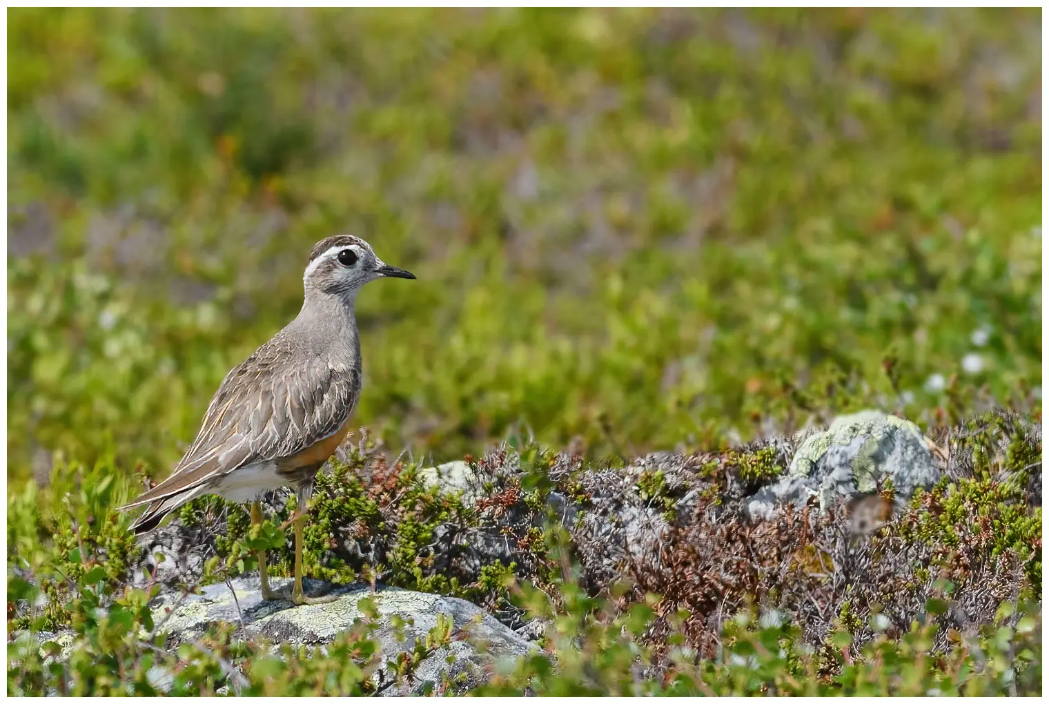 Dotterel