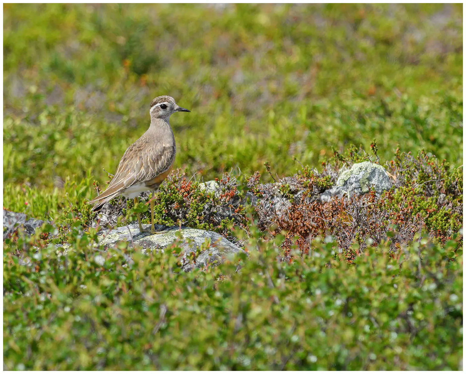 Dotterel