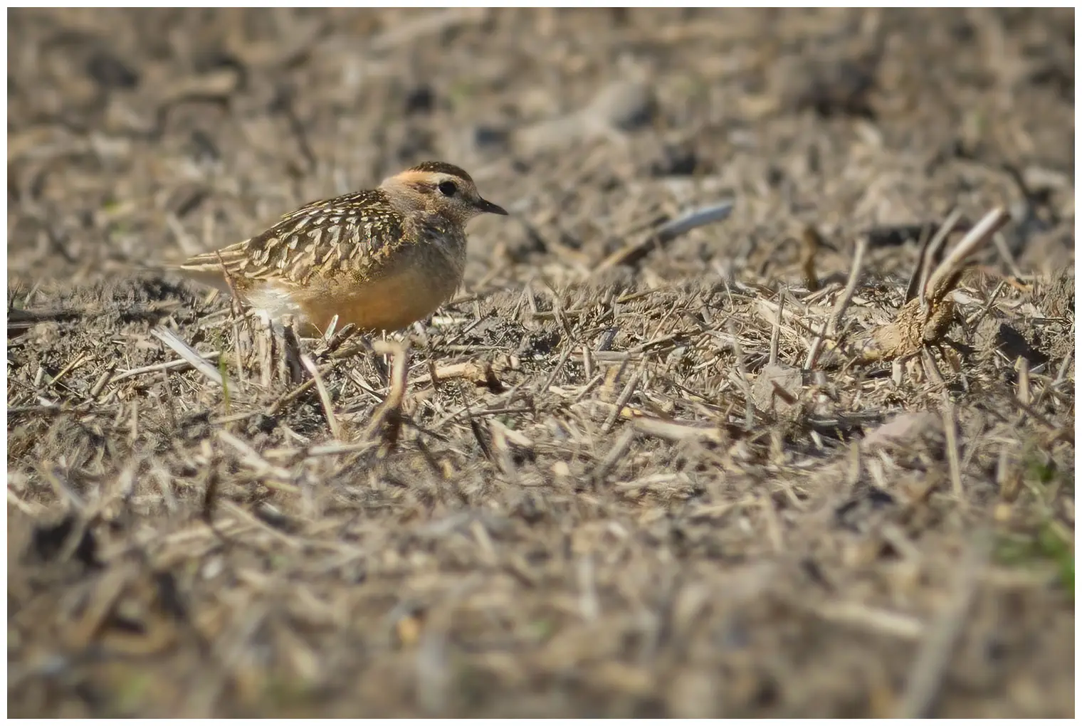 Dotterel