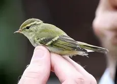 Yellow-browed Warbler