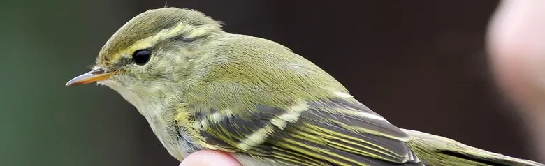 Yellow-browed Warbler. Caught by a ringer, and held between a pair of fingers. Note the two yellow wing bands.