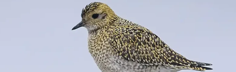 Golden Plover