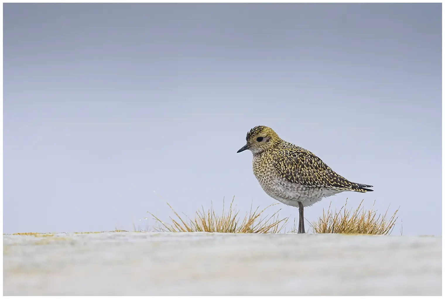 Golden Plover