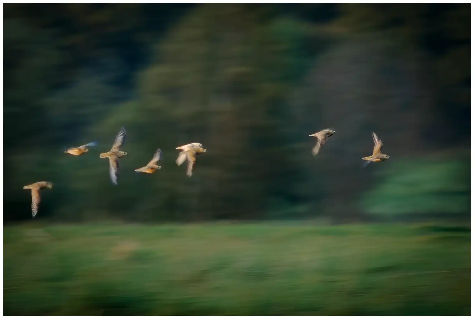 Golden Plover