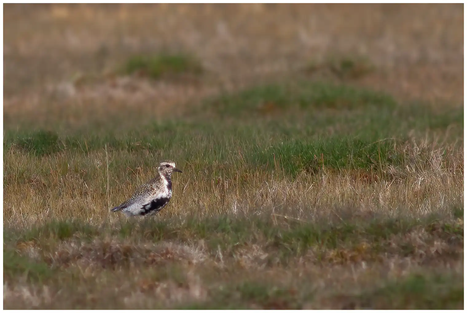 Golden Plover