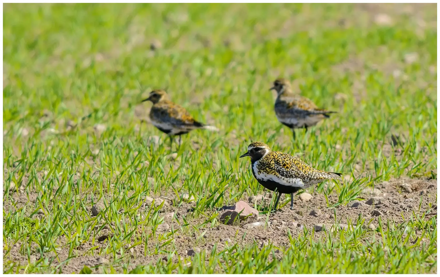 Golden Plover