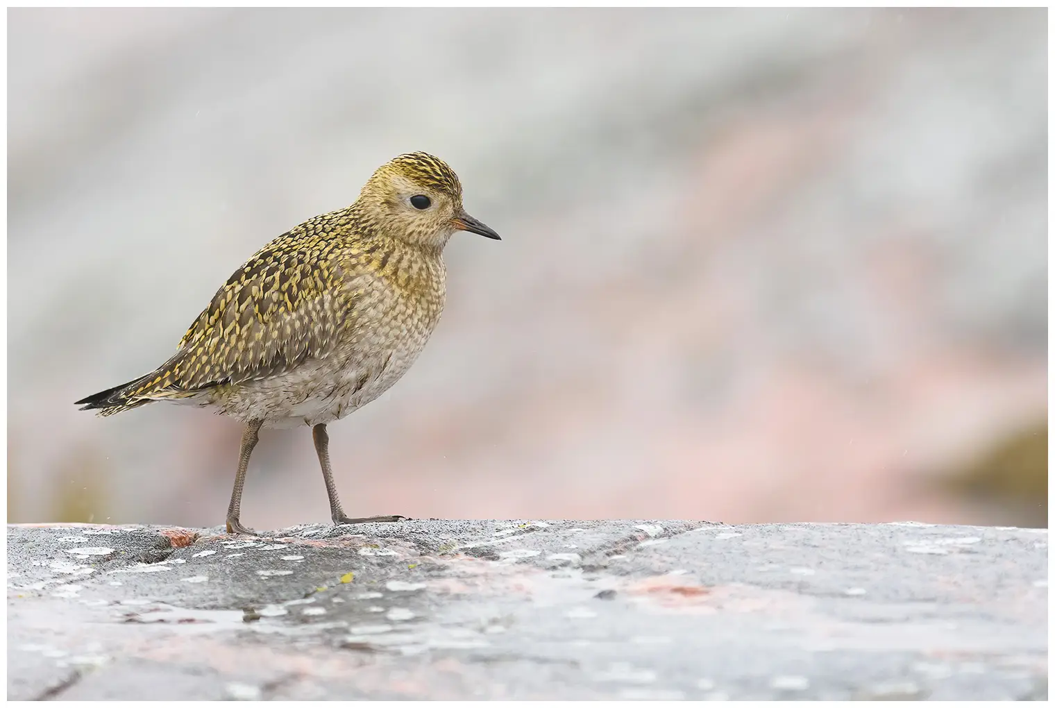 Golden Plover