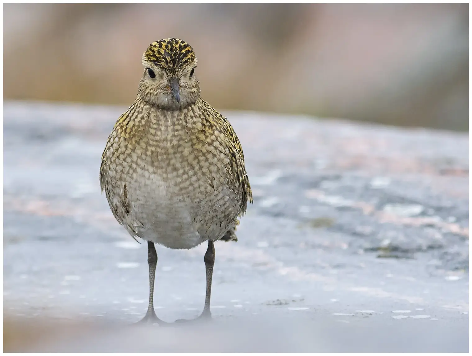 Golden Plover