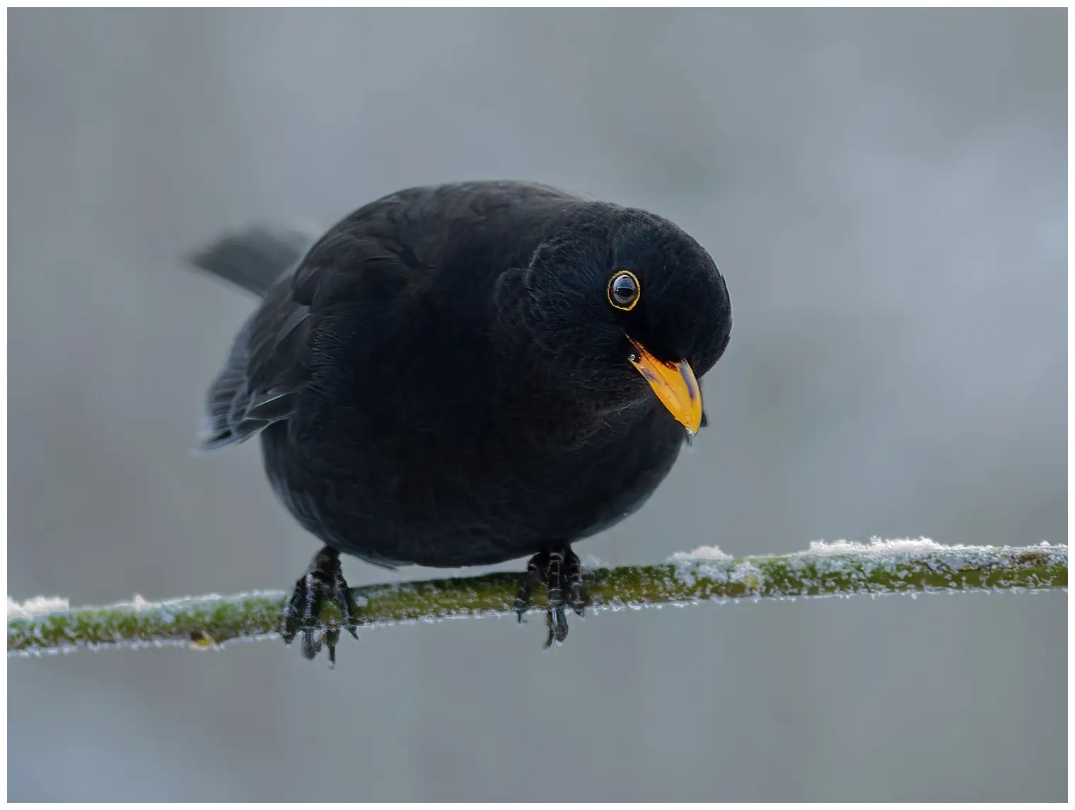 Blackbird
