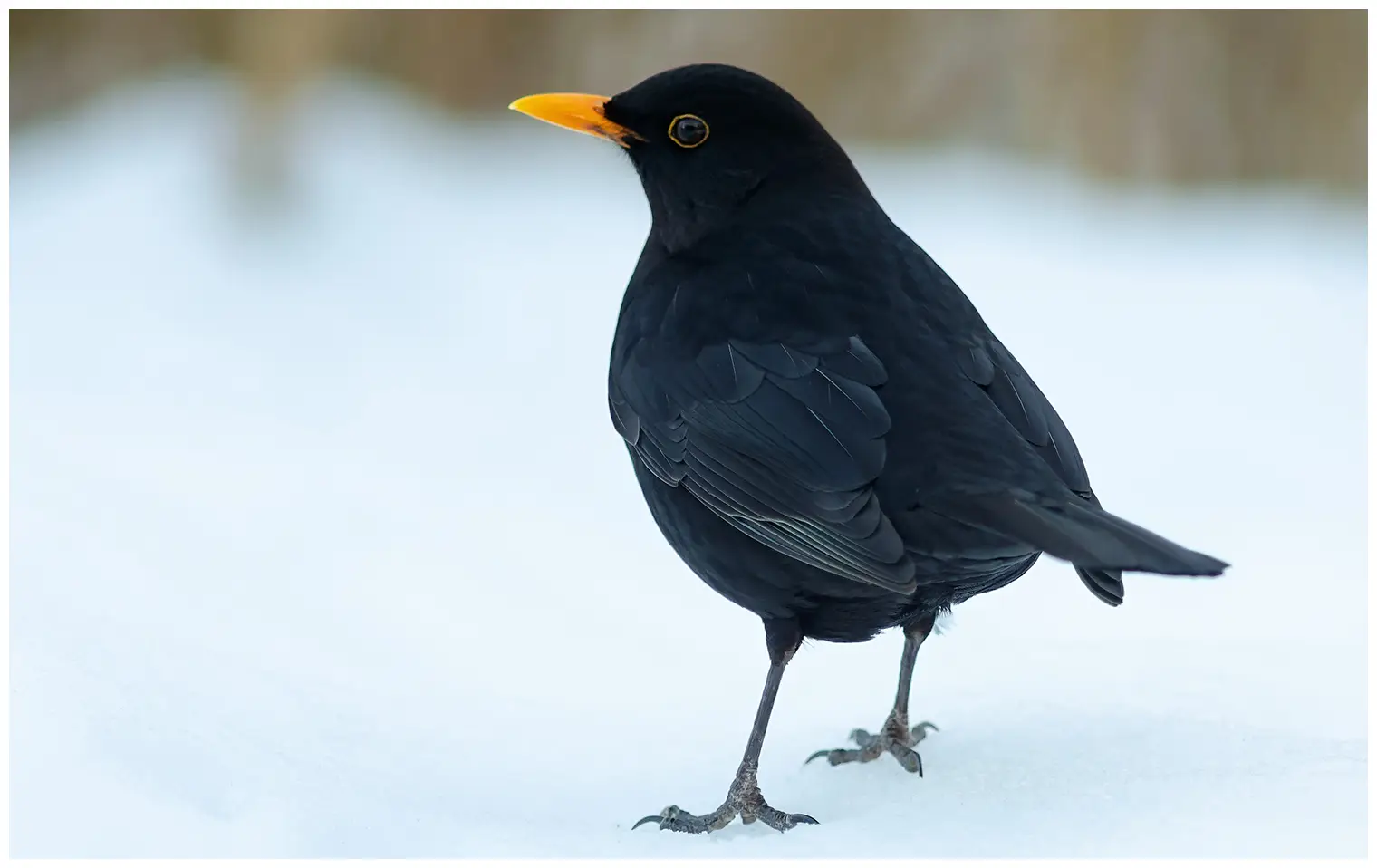 Blackbird