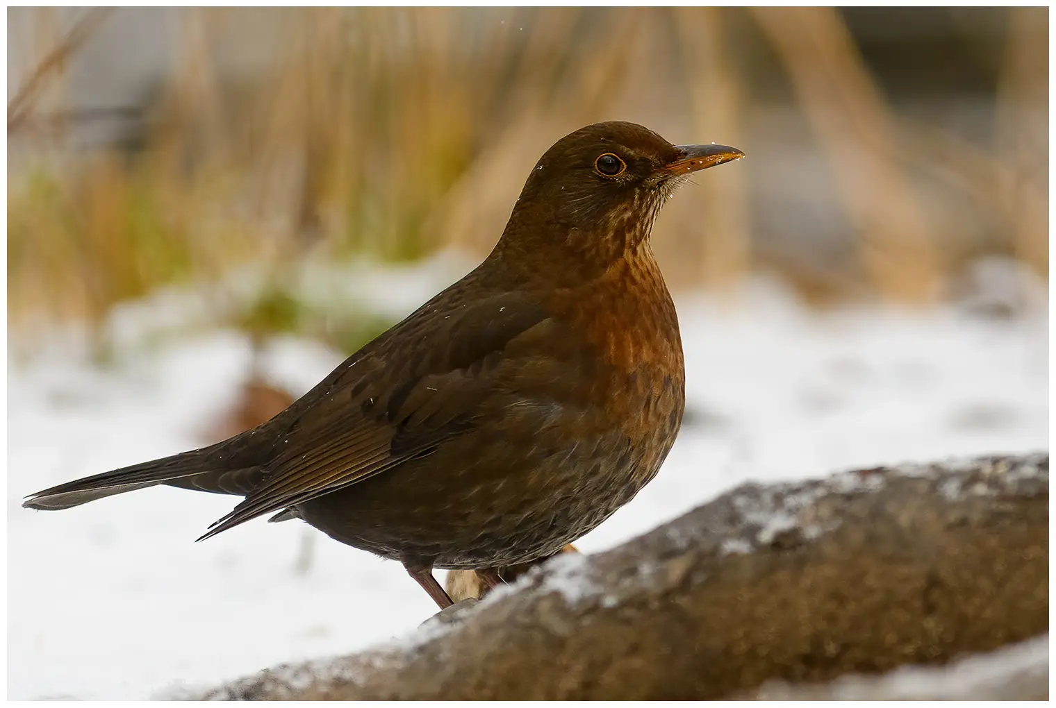 Blackbird