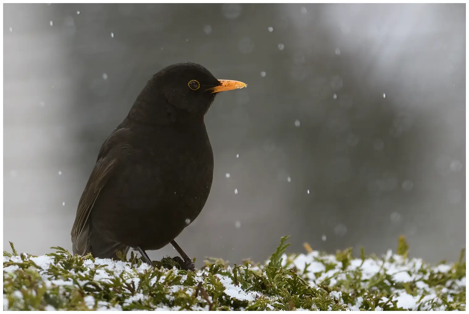 Blackbird