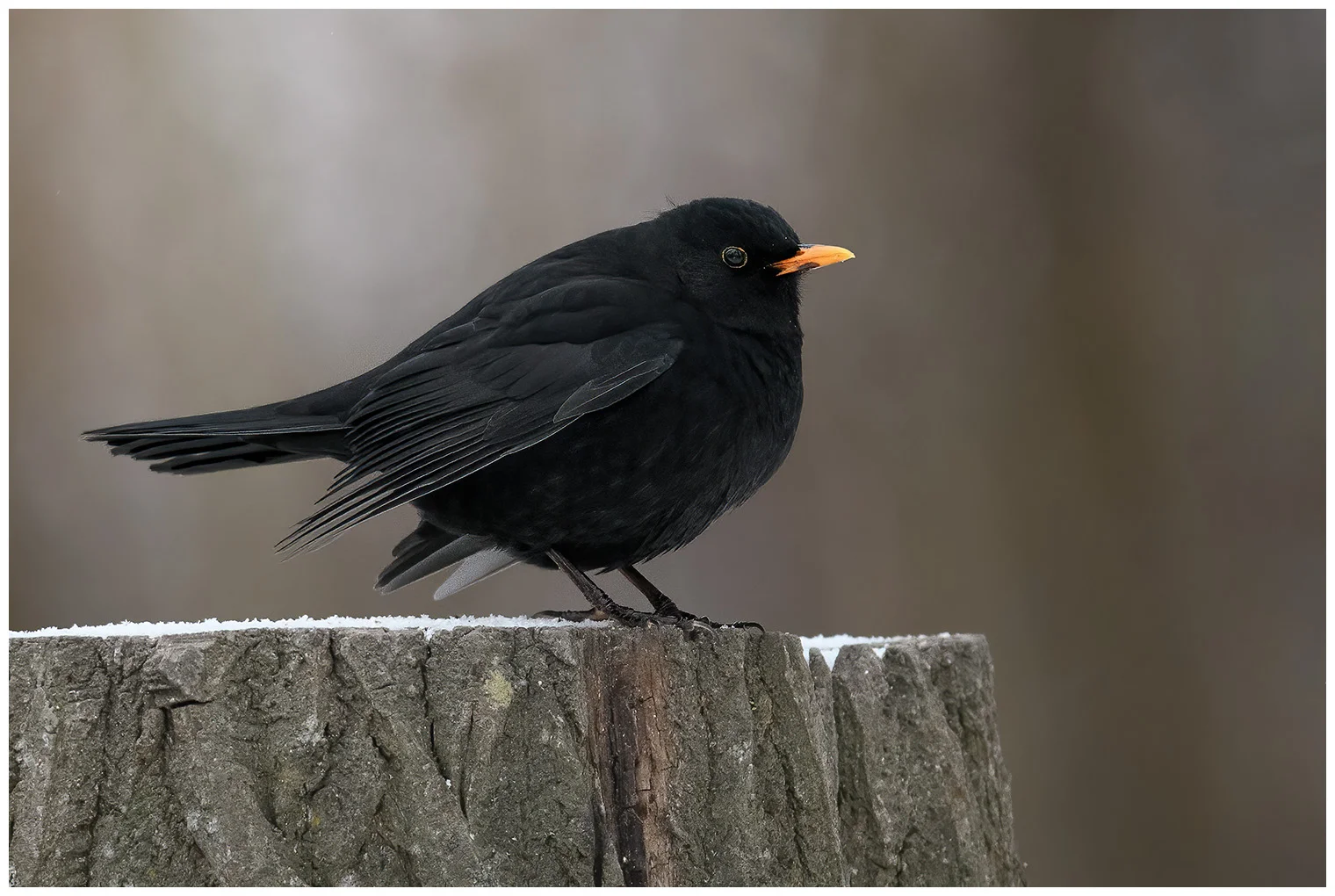 Blackbird