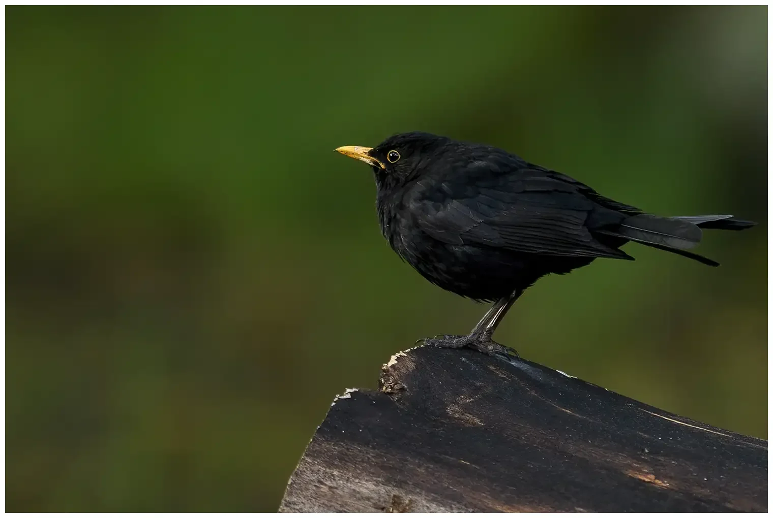 Blackbird