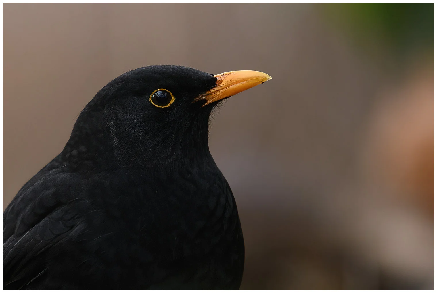 Blackbird