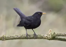 Blackbird