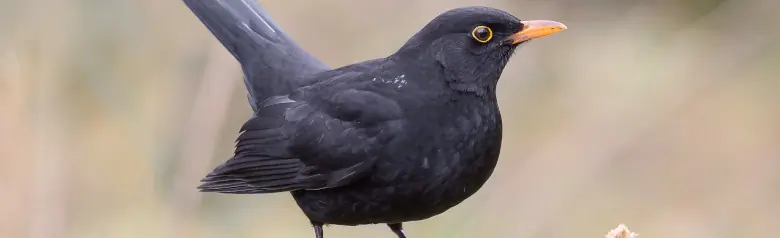 Blackbird. Sitting on a branch with its tail almost vertically up in the air. Clear yellow circle around the eye (male).