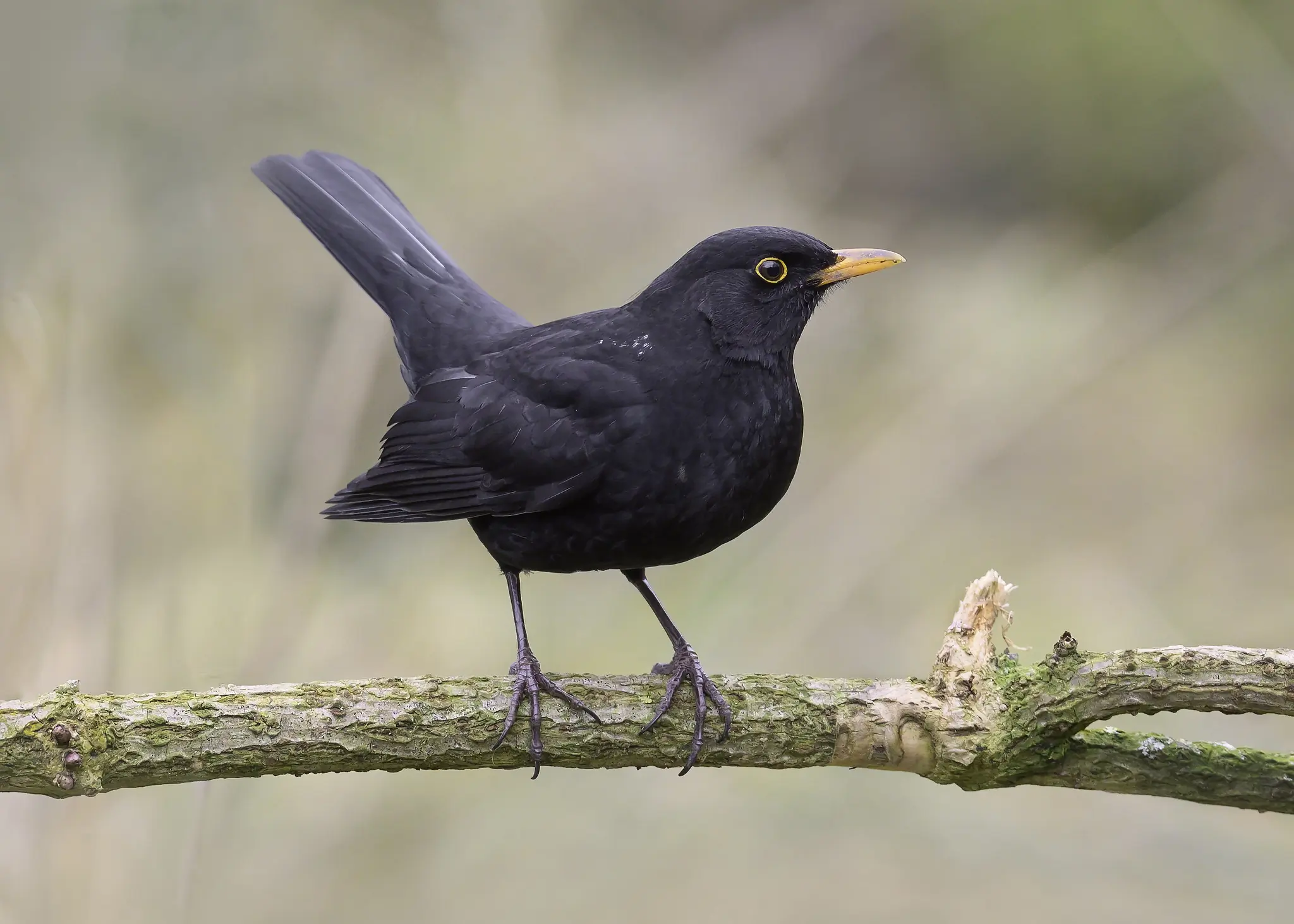 Blackbird. Sitting on a branch with its tail almost vertically up in the air. Clear yellow circle around the eye (male).