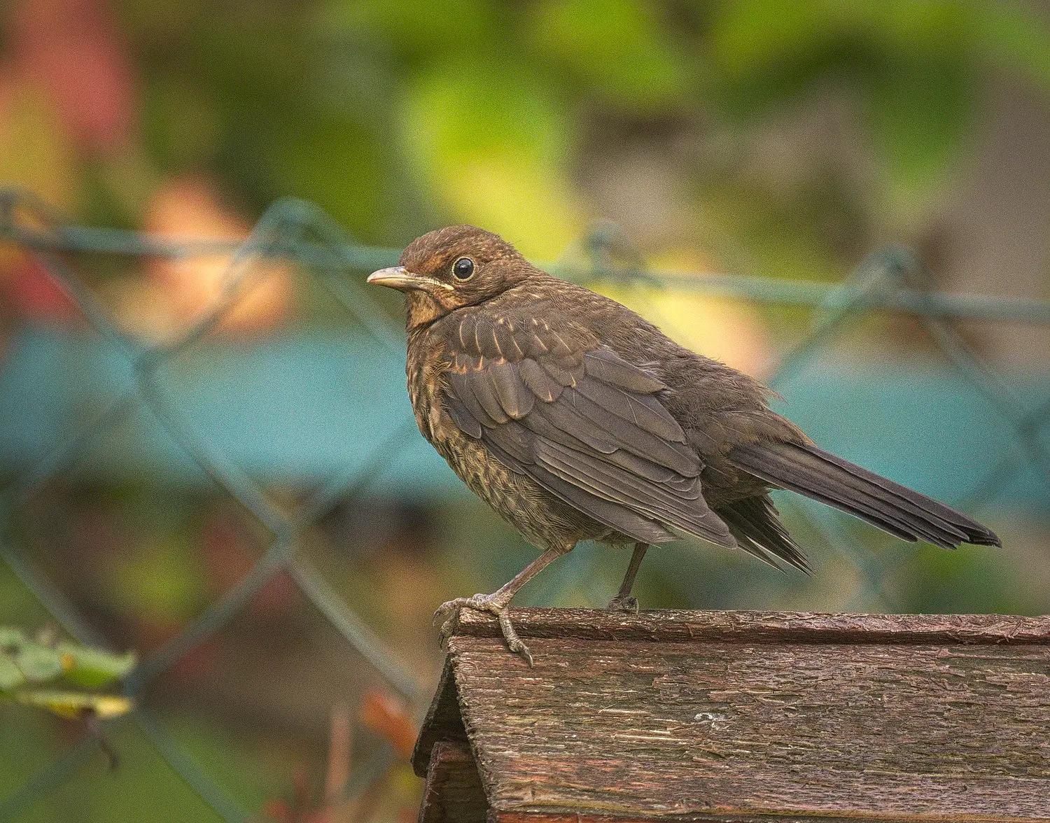 Blackbird