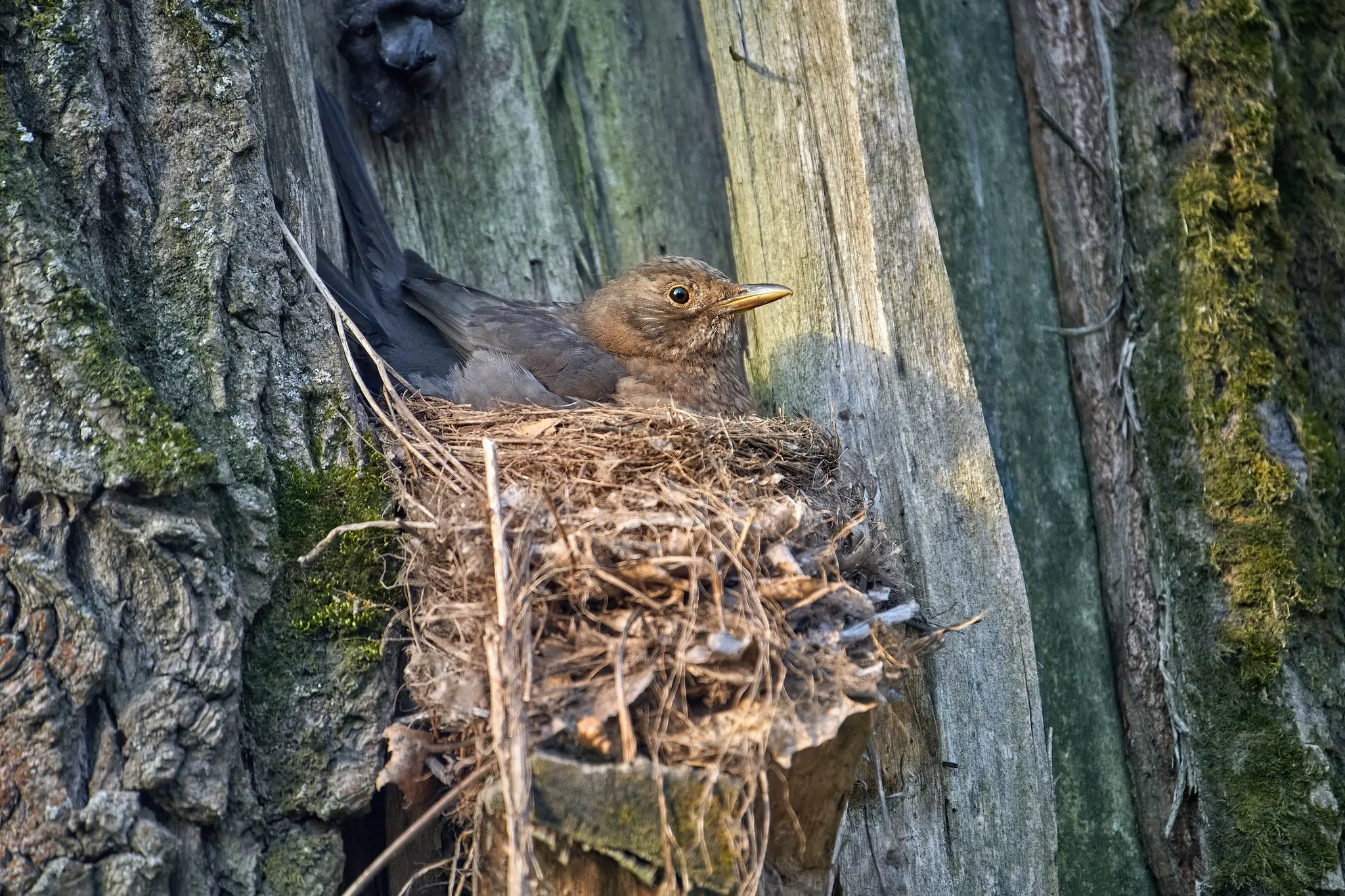 Blackbird