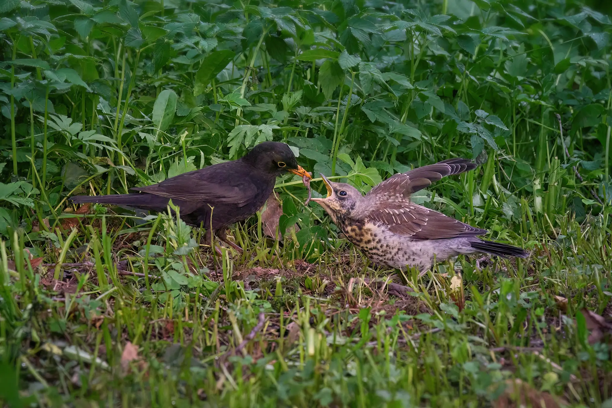 Blackbird