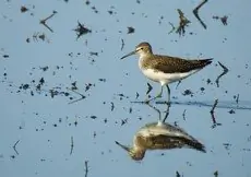 Green Sandpiper